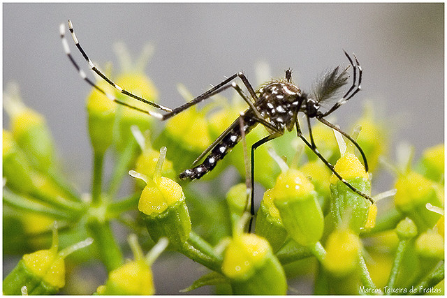 Des moustiques génétiquement modifiés pourraient permettre de lutter contre la dengue. &copy; Marcos Texeira de Freitas, Flickr, cc by nc 2.0