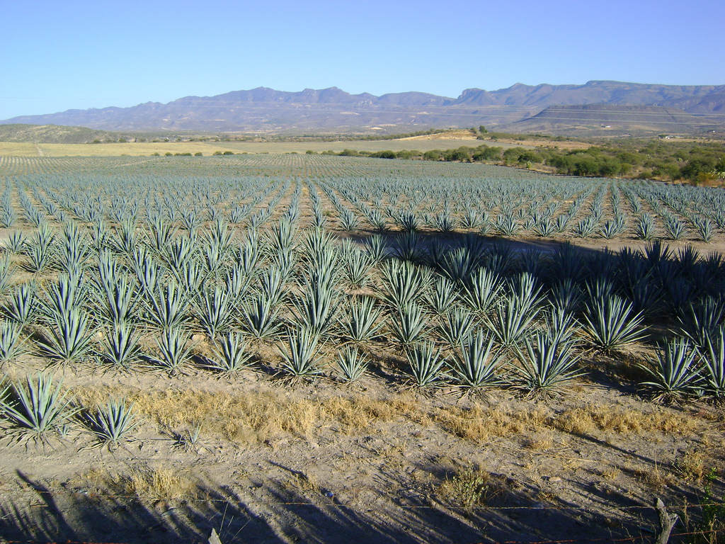 La téquila est fabriquée à base d’agave, un cactus très répandu au Mexique. Les sucres qu'il contient pourraient servir d'édulcorants et aider les personnes en surpoids à maigrir. © amantedar, Flickr, cc by 2.0