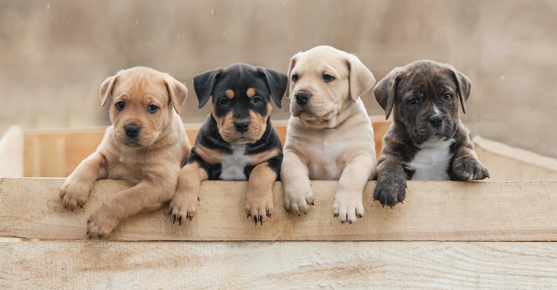 À l’heure où ces jeunes chiens se lancent dans la vie, des chercheurs comptent sur le Dog Aging Project pour mieux comprendre comment nos amis à quatre pattes vieillissent. © Rita Kochmarjova, Adobe Stock