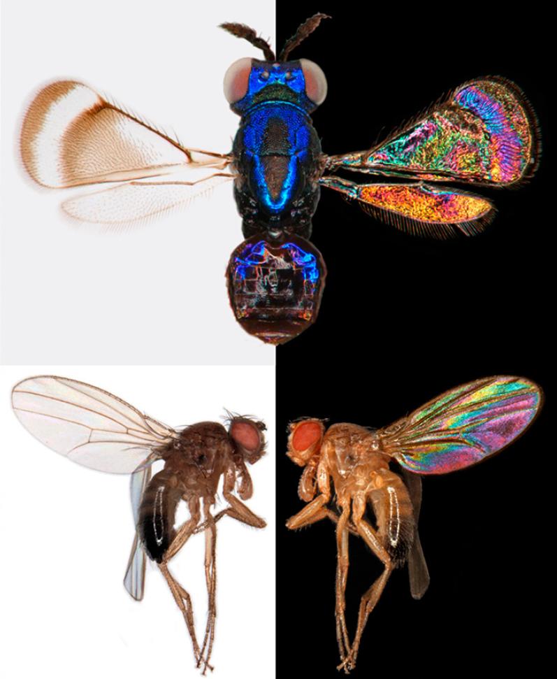 Les couleurs visibles par interférence sur les ailes des insectes seraient utiles à ces animaux qui ont une vision trichomatique dans l'ultraviolet, le bleu et le vert. © Pnas