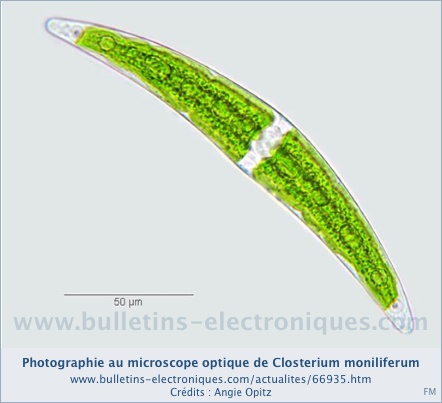 Les chercheurs japonais travaillent sur une algue encore plus prometteuse que celle étudiée par les chercheurs américains, Closterium moniliferum vue ici au microscope optique. © Angie Opitz, Bulletins Electroniques