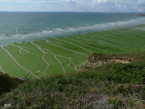 Les algues vertes semblent être responsables de la mort des sangliers sur les plages bretonnes, selon les analyses scientifiques. &copy; CristinaBarroca, Flickr, CC by nc-nd 2.0
