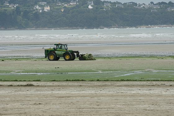 Un tractopelle ramassant les algues vertes sur la plage de Saint-Michel-en-Grèves. © SuperNo, Superno.com, DR