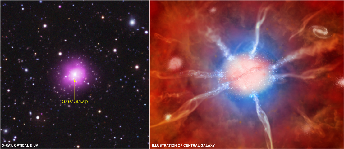 L'image de gauche montre l’amas du Phénix récemment découvert et situé à environ 5,7 milliards d'années lumière de la Terre. C’est une photo composite comprenant une image en rayons X de Chandra (violet), une image dans le visible prise avec le télescope Blanco (rouge, vert et bleu), et un rayonnement ultraviolet (UV) pris par le satellite Galaxy Evolution (Galex) en bleu. L’image d’artiste de droite montre la galaxie centrale de l’amas contenant un trou noir supermassif alimenté par des courants de gaz.&nbsp;© Rayon X&nbsp;: Nasa/CXC/MIT/M. McDonald ; UV: Nasa/JPL-Caltech/M. McDonald ; visible&nbsp;: Aura/NOAO/CTIO/MIT/M. McDonald ; illustration : Nasa/CXC/M.Weiss