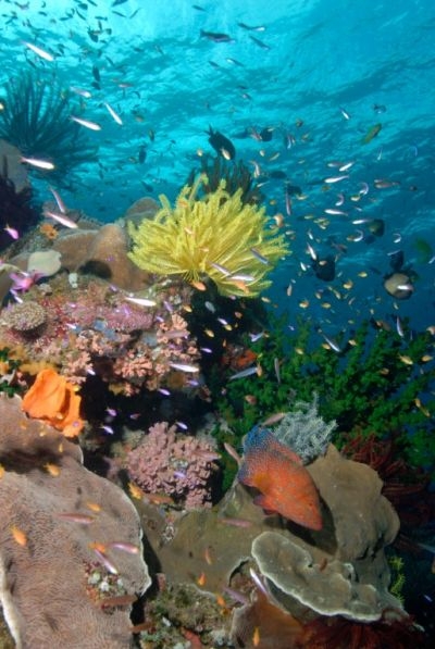Un récif corallien plein de vie le long de la côte nord-est de l'Australie. Environ 54 % des récifs mondiaux seraient menacés de disparition à court ou moyen terme. © AFP photo/Pew Environment Group/Lucy Trippett