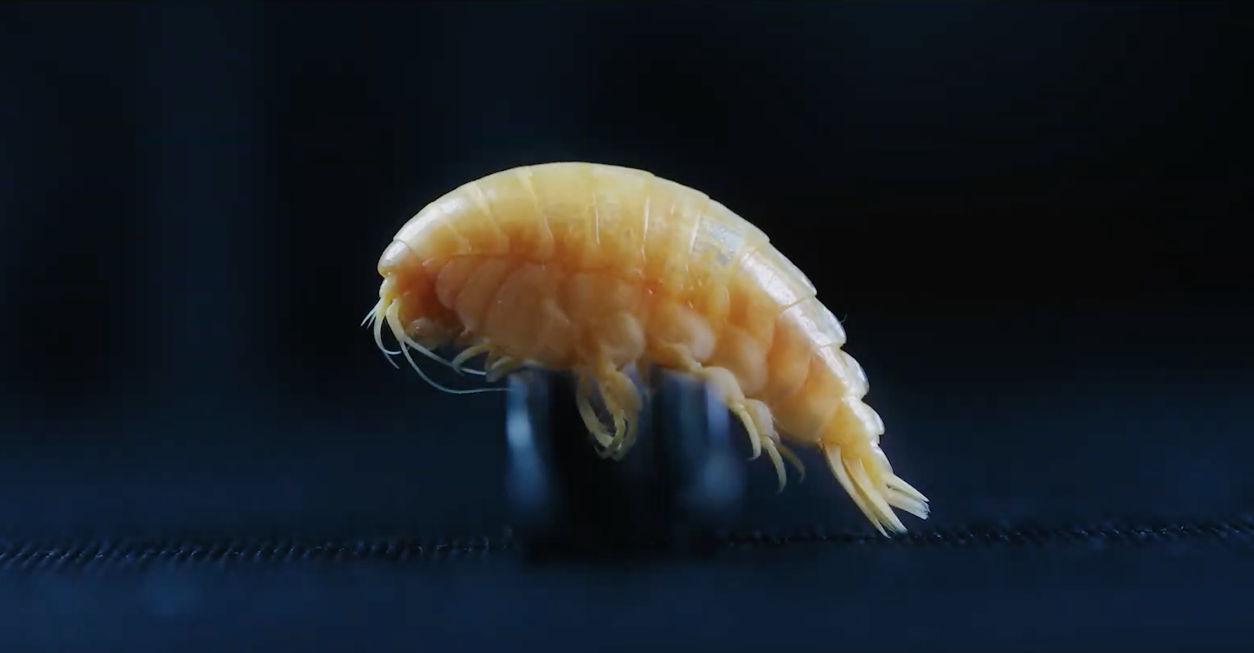 Des chercheurs de l’université de Newcastle (Royaume-Uni) ont trouvé des morceaux de plastique dans les intestins d’un petit crustacé vivant dans la fosse des Mariannes. © Université de Newcastle, YouTube