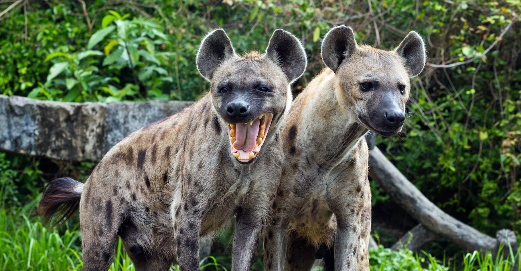 Les hyènes font partie de ces animaux dits « à vie lente » dont la vie sociale est riche. © MrPreecha, Adobe Stock
