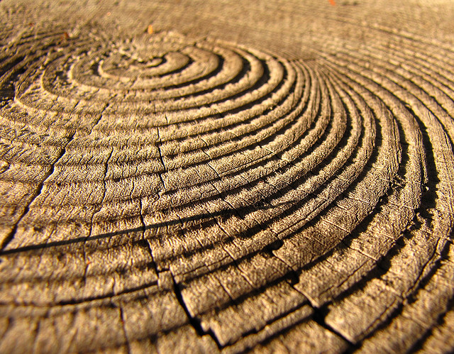 Le comptage des anneaux de croissance des arbres pour déterminer leur âge est appelé la dendrochronologie. Ces anneaux sont également utilisés pour étudier les climats passés. &copy; kendura99, Flickr, cc by nc nd 2.0