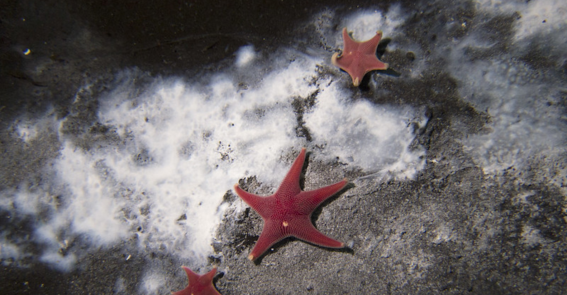 Des chercheurs l’université de l’État de l’Oregon (États-Unis) viennent de mettre au jour une fuite de méthane (CH4) en Antarctique. Une fuite autour de laquelle se rassemblent ses étoiles de mer et des microbes qui consomment une partie du méthane. © Andrew Thurber, Université de l’État de l’Oregon