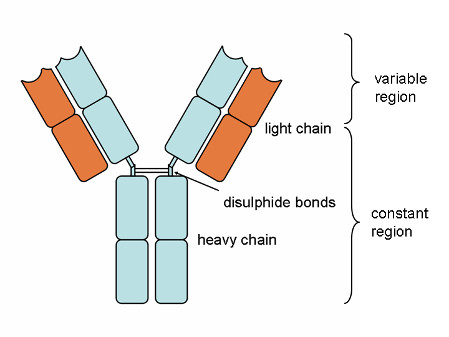 Un anticorps est une protéine complexe qui détecte et neutralise les agents pathogènes de manière spécifique. Il contient un&nbsp;domaine constant, une séquence d’acides aminés plus ou moins commune à tous les anticorps, et un domaine variable, constitué par des molécules spécifiques en fonction du pathogène ciblé. Les autoanticorps eux, à l’inverse, sont dirigés contre le «&nbsp;soi&nbsp;», autrement dit les tissus normaux qui appartiennent à l'organisme.&nbsp;© Je at uwo, Wikimedia Commons, cc by sa 3.0