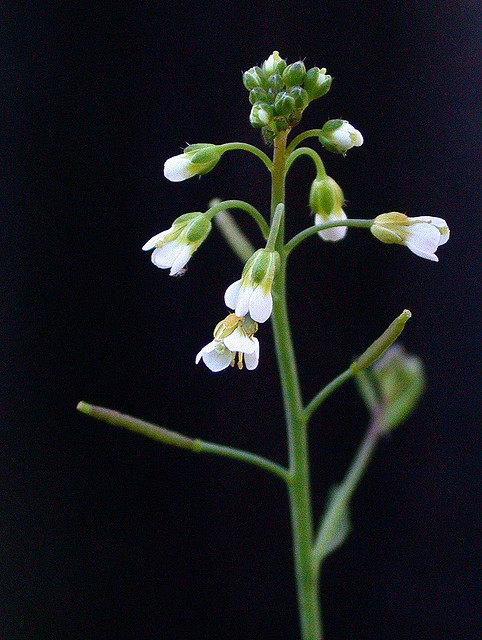 Arabidopsis thaliana s'adapte aux variations de température. &copy; --tico--, Flickr, cc by nc-nd 2.0