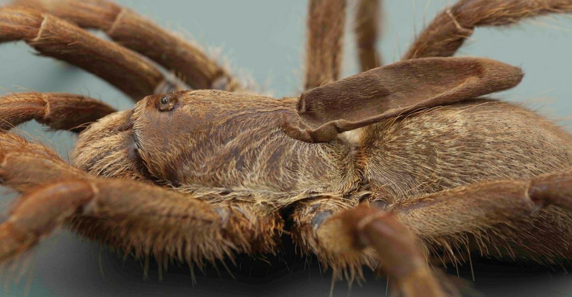 Des chercheurs ont découvert une étrange araignée qui porte sur son dos une sorte de corne toute molle. © Ian Enelbrecht, université de Pretoria