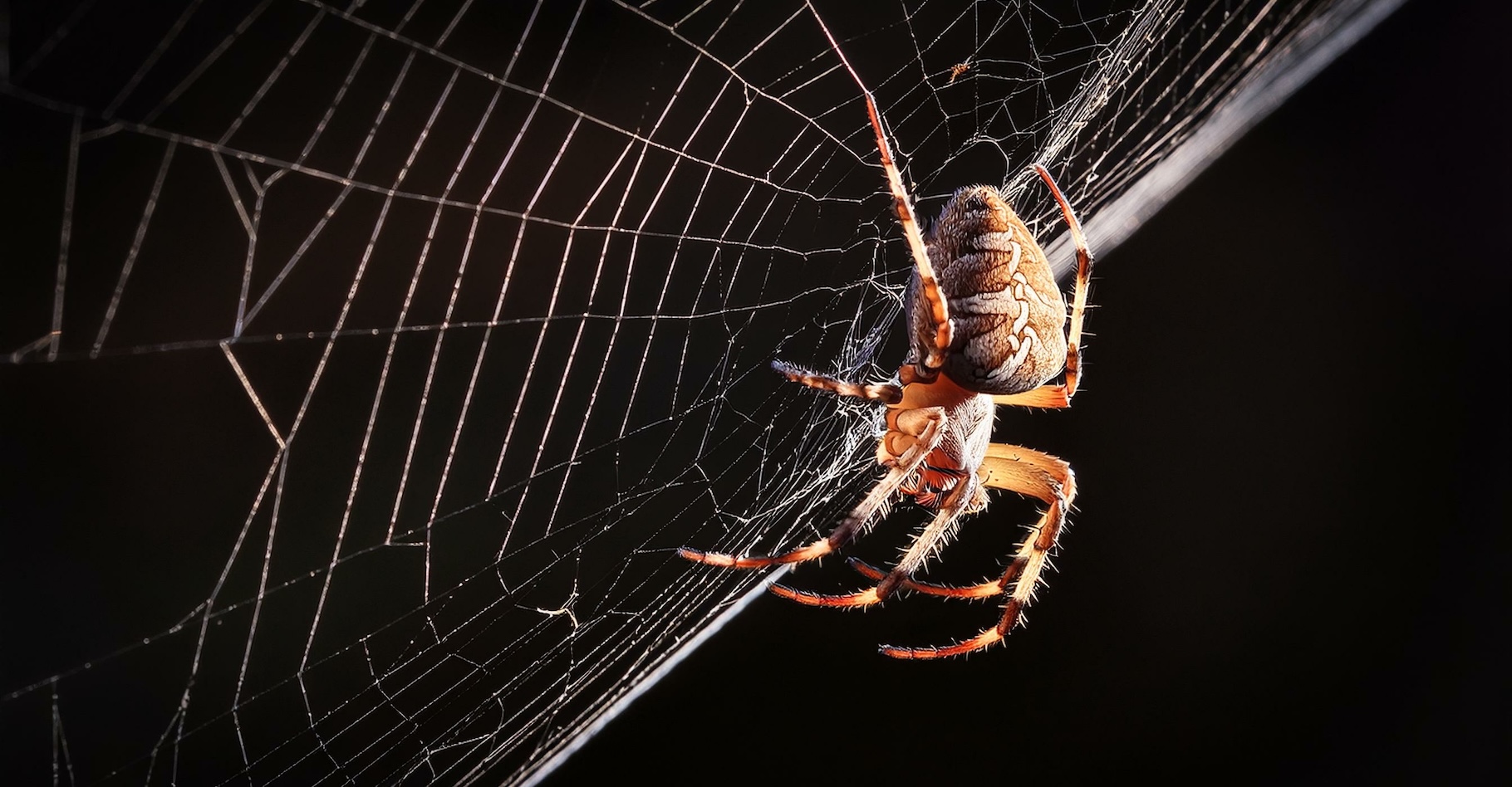 Des chercheurs de l’université de Lund (Suède) montrent que les araignées mâles ont sur leurs pattes des sortes de poils qui leur permettent de sentir les odeurs des phéromones sexuelles. © nevesf, Adobe Stock