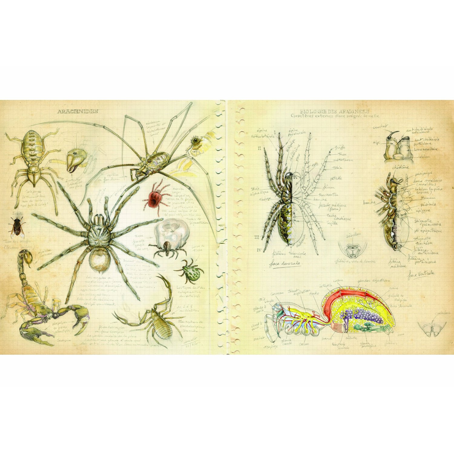 Étonnez vos proches en leur offrant ce superbe livre sur les araignées, à découvrir pour s'émerveiller. ©&nbsp;Belin