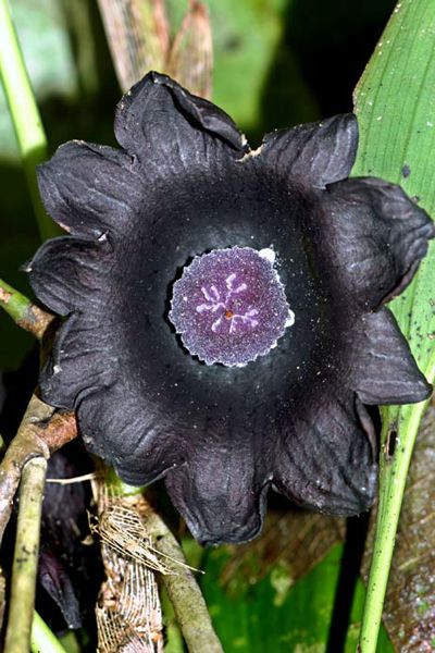 Aspidistra à fleur noire. Crédit WWF.