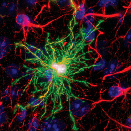 Un astrocyte (en vert) a, comme son nom le laisse entendre, une forme caractéristique en étoile. Ses digitations le connectent à de nombreux neurones simultanément, lui permettant d'intervenir sur un grand nombre de connexions à la fois.&nbsp;© Han&nbsp;et al.,&nbsp;Cell Stem Cell