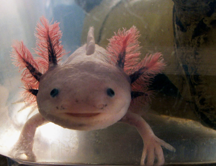 L'étonnant axolotl figure parmi les quelques&nbsp;animaux ayant la possibilité de passer toute leur vie à l'état embryonnaire. Il possède, à l'instar de certains autres urodèles, la capacité de régénérer des parties manquantes de son organisme.&nbsp;© Only alice, Flickr, cc by nc nd 2.0