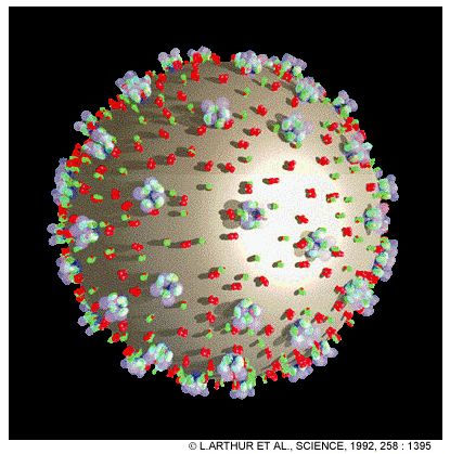 Le virus du Sida utiliserait l'une de ses protéines pour contrer l'activité d'un gène de l'hôte. © L. Arthur et al., Science, 1992