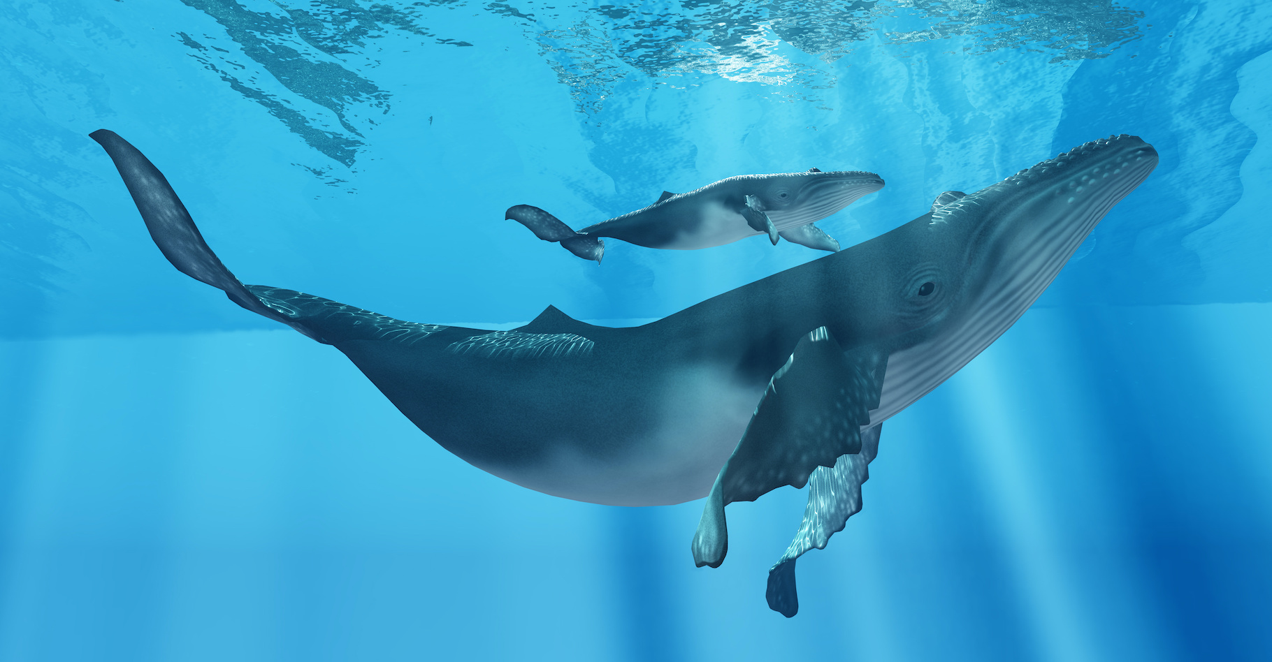À l’âge adulte, une baleine à bosse peut peser jusqu’à 36 tonnes et mesure entre 15 et 20 mètres. Des données confirmées par les drones utilisés par les chercheurs de l’université d’Hawaï dans leur projet d’évaluation des comportements maternels chez les femelles baleines à bosse. © Catmando, Adobe Stock