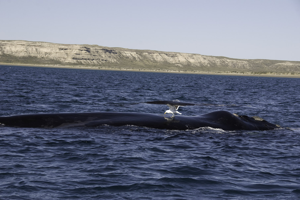 Au sein du genre Eubalaena, trois espèces différentes se côtoient : la baleine franche du Pacifique Nord (Eubalaena japonica), la baleine franche de l'Atlantique Nord (Eubalaena glacialis) et la baleine franche australe (Eubalaena australis, à l’image). Les deux espèces de l'hémisphère Nord ont été chassées au XIXe siècle et sont actuellement menacées d'extinction. © plb06, Flickr, cc by nc sa 2.0