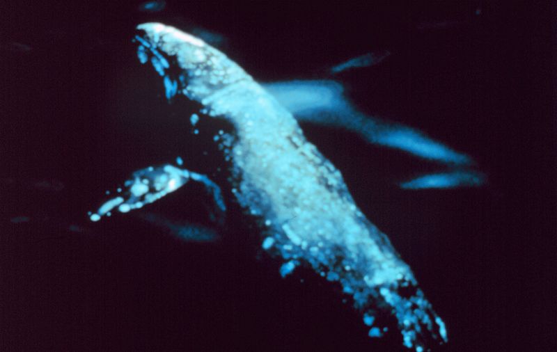 La baleine grise (Eschrichtius robustus) vit en Arctique, mais descend dans le Pacifique nord pour se reproduire. Elle n'avait jamais été observée dans l'hémisphère sud, jusqu'au 4 mai 2013 où elle a été vue au large de la Namibie. © NOAA