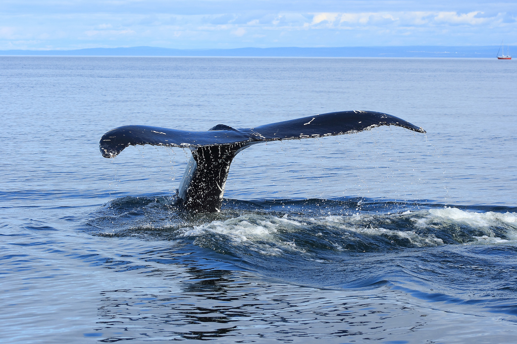 Personne ne sait pourquoi la baleine, nommée 52 Hz, chante à cette fréquence. Cela peut être dû à une malformation, mais la baleine semble en bonne santé, puisqu'elle vit depuis plus de 20 ans, et migre chaque année. © ellor1138, Flickr, cc by nc nd 2.0