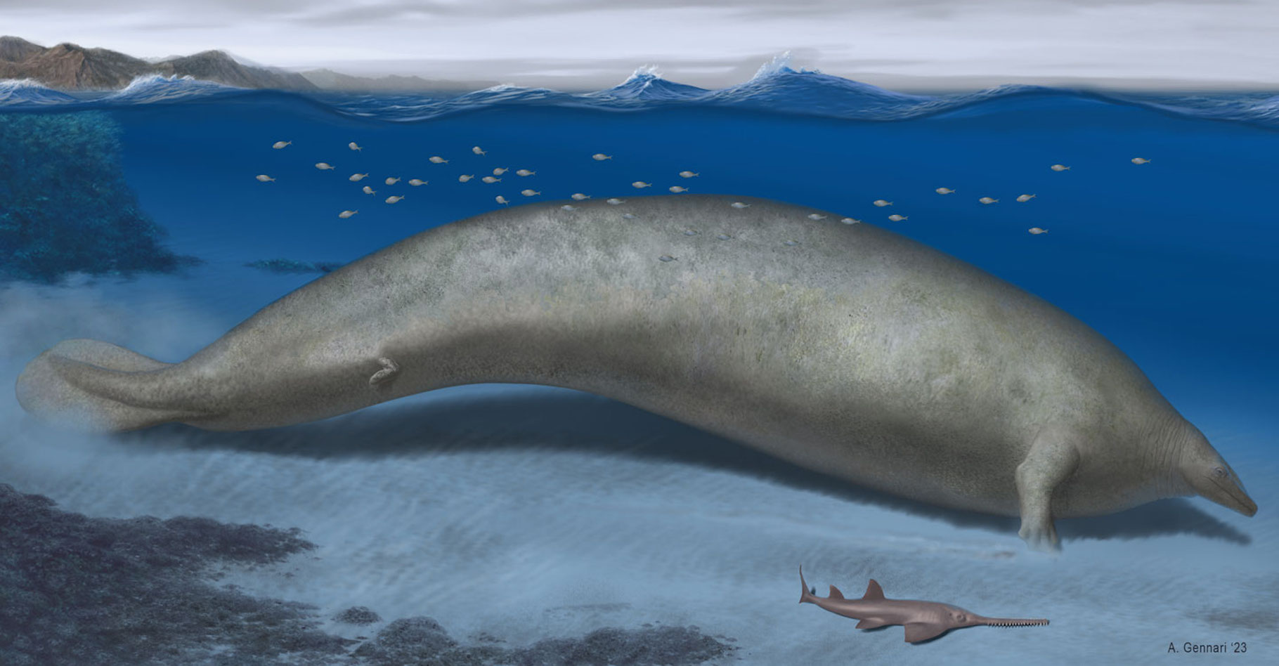 Cette baleine, vue ici par un illustrateur, pourrait bien être le plus gros animal que notre Terre ait jamais porté. © Alberto Gennari, Nature Publishing Group