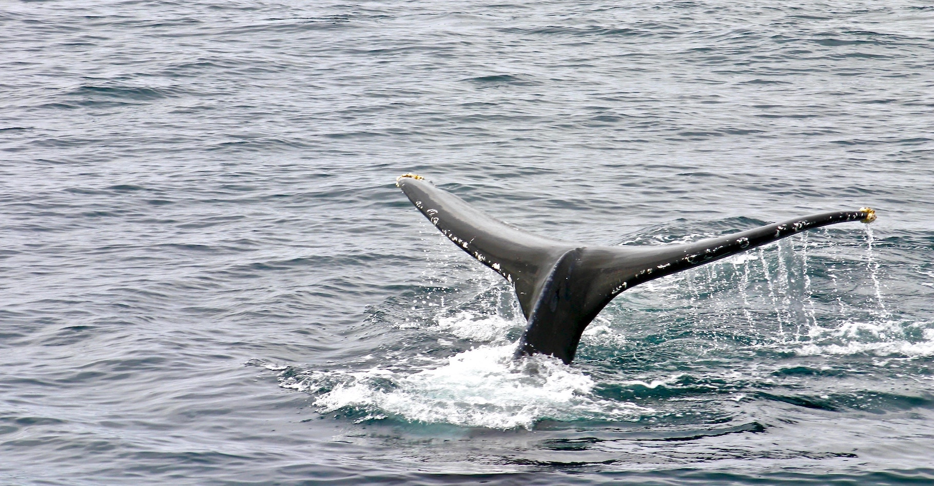 Selon les chercheurs, les sonars stressent les baleines au point de provoquer chez elles des comportements qui les conduisent à risquer l’accident de décompression. © James & Carol Lee, Unsplash