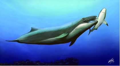 Vue d'artiste des anciennes baleines à dents, ces prédateurs des océans. Janjucetus hunderi, un autre mysticète à dents décrit en 2006, aurait vécu voilà 25 millions d'années. Il mesurait 3,5 m de long. © Brian Choo, Museum of Victoria