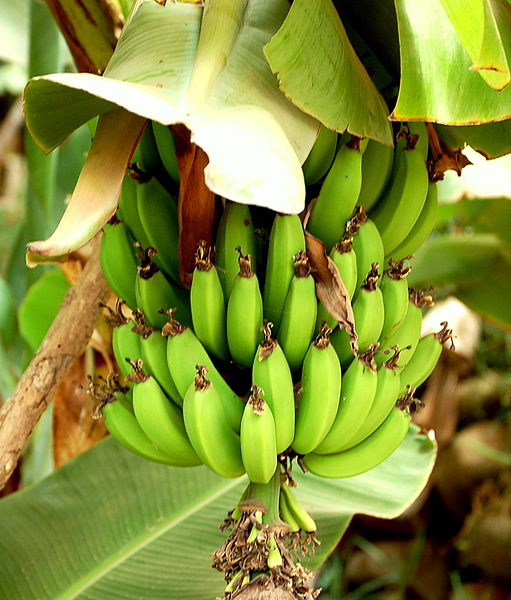 Les bananeraies des Antilles françaises ont été traitées pendant plus de 20 ans par un insecticide toxique, le chlordécone. © Enzik / Licence Creative Commons