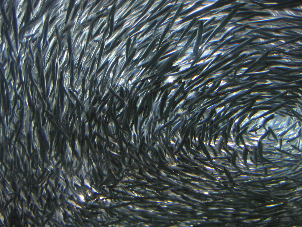 Les anchois de Californie (Engraulis mordax) sont des poissons pélagiques pouvant former des bancs de plusieurs milliers d'individus. Leur diamètre moyen serait de 22 m. Cependant, la majorité des poissons vit au sein de groupes mesurant plus de 70 m de large. © Stickyii, Flickr, CC by-nc-sa 2.0