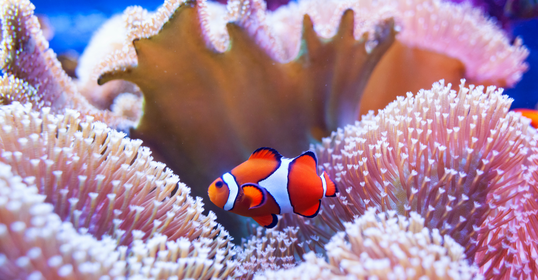 Pour la troisième fois en seulement cinq ans, la Grande barrière de corail connaît en ce moment un épisode de blanchiment majeur. © Antonio Gravante, Adobe Stock