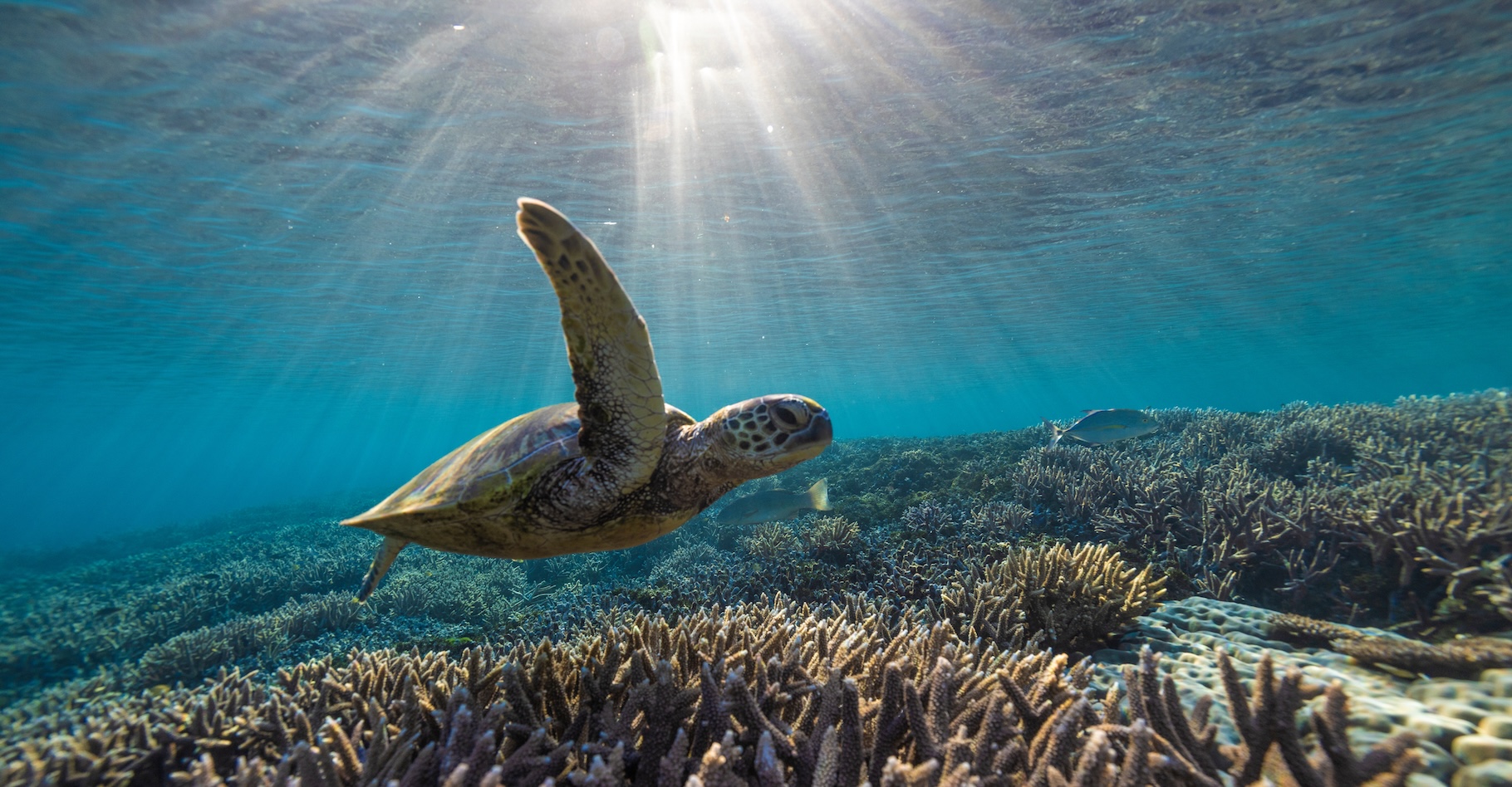 Des chercheurs de l’université de Sydney (Australie) ont enregistré un épisode catastrophique de blanchissement de coraux du côté de One Tree Island. © Sean, Adobe Stock