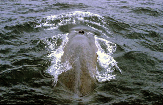 La baleine bleue, amatrice de krill, voit ses populations croître lentement, après les mesures conservatoires prises dans les années 1960. © IWC