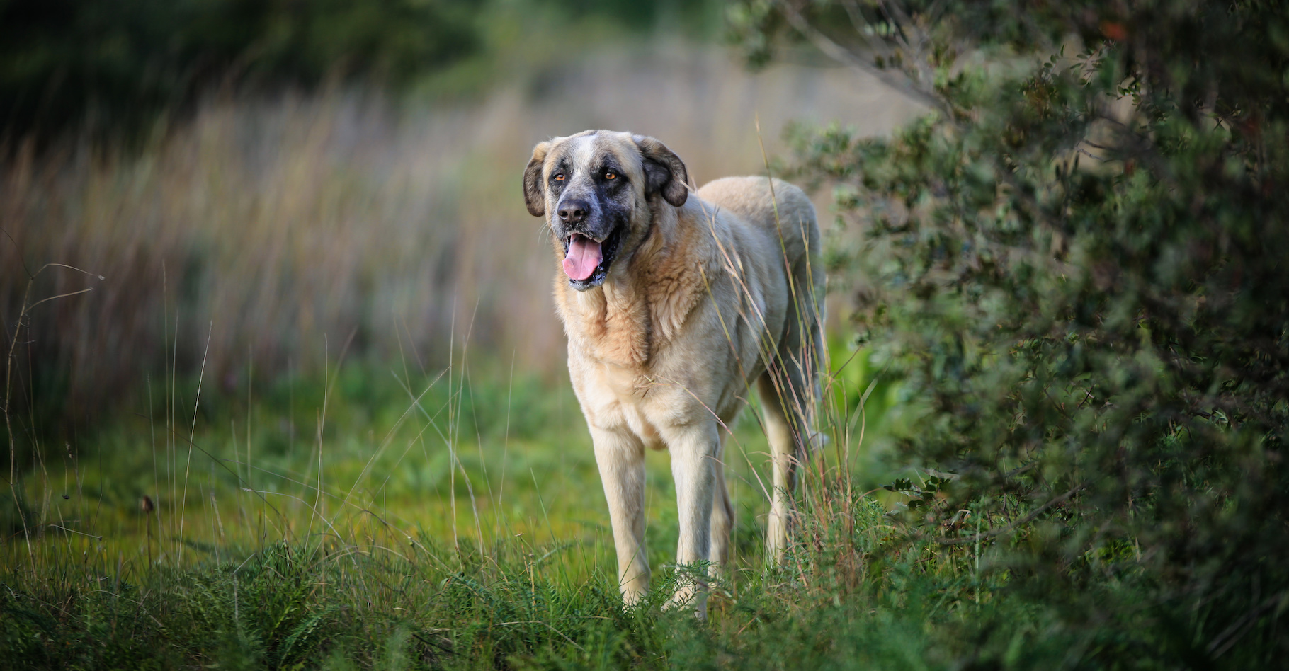 Le rafeiro de l’Alentejo est un chien originaire du Portugal. Un chien de berger utile pour protéger les troupeaux et qui se révèle aussi un excellent chien de garde. L’un de ces représentants, Bobi, vient d’être officiellement propulsé au rang de chien le plus vieux du monde. © Photo Art, Adobe Stock