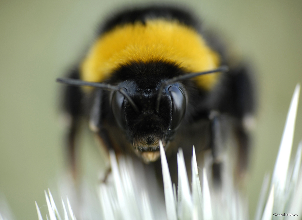 Le bourdon terrestre Bombus terrestris appartient à la famille  des abeilles, les apidés. Il établit chaque année de nouveaux nids sous  terre. Cet animal se nourrit exclusivement de pollen et de  nectar. Face au déclin des abeilles, il est de plus en plus élevé en  tant qu’espèce pollinisatrice.&nbsp;© GonsalezNovo, Flickr, cc by sa 2.0
