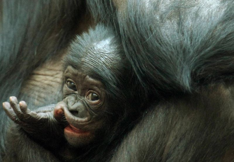 Comme les petits humains, les jeunes bonobos passent par les mêmes épreuves pour apprendre à gérer leurs émotions et mieux vivre en société. Le soutien d'une mère est un atout de poids.&nbsp;© Visionshare, Flickr, cc by nc sa 2.0