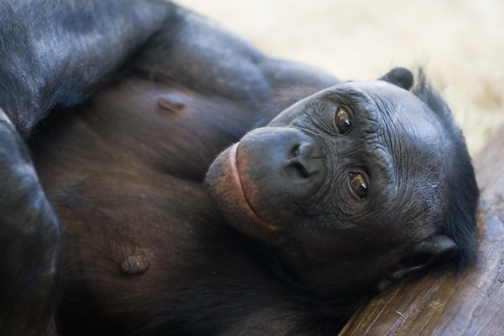 Les bonobos Pan paniscus, aussi appelés chimpanzés nains, ont  une allure moins trapue que les chimpanzés et leurs lèvres sont rouges. Sur la liste rouge de l'UICN, l'espèce figure dans la catégorie en danger. © Jeroen Kransen, Flickr, CC by-sa 2.0