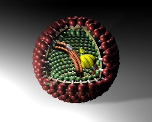 Une représentation du bornavirus. Crédit : Wikipédia