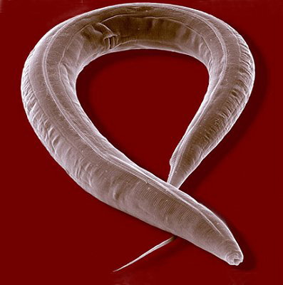 C. elegans, un petit ver nématode. © Esa