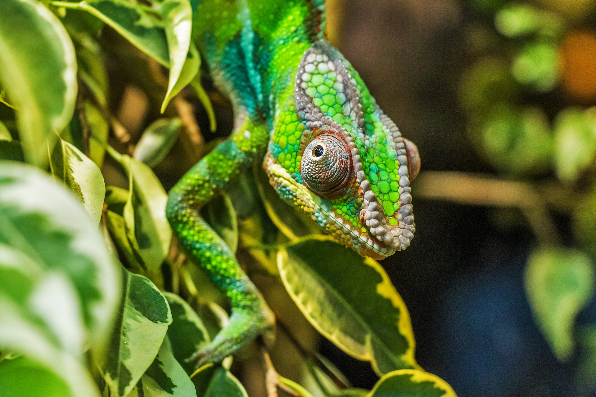 Le caméléon est capable de changer de couleur grâce aux chromatophores contenus dans sa peau. © Bergadder, Pixabay, DP