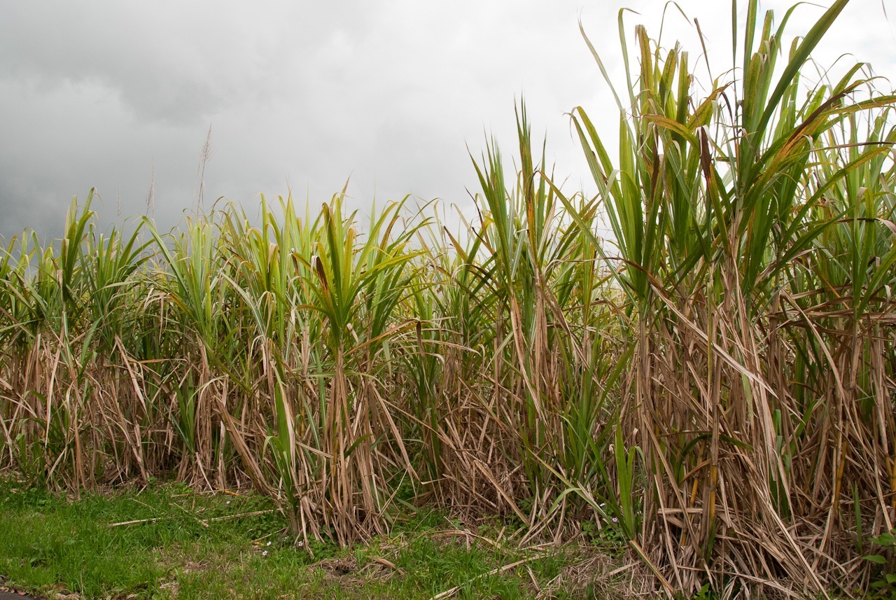 La culture de la canne à sucre préserve du réchauffement climatique. © Thomas Bucher, Fotopedia, CC by-nc-nd 3.0