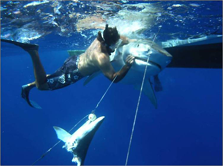 Les requins tigres, dont le corps est brun-gris et strié par des zébrures verticales, peuvent atteindre 4 m de long et peser jusqu'à 500 kg. Ils seraient responsables d'environ 20 % des attaques fatales. Cette  photographie a été prise au large de Bimini dans les Bahamas. Le plongeur essaie de libérer la proie ! © NWFblogs, Flickr, CC by-nc-nd 2.0