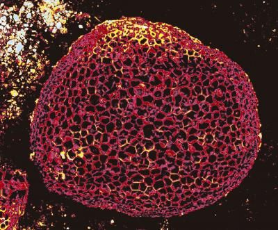 Image colorisée prise au microscope électronique d'une microsphère de carbone vitrifié découverte au sein de la "black mat", considérée comme une évidence d'impact extraterrestre. Crédit : Jim Wittke