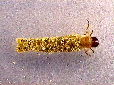 Une larve aquatique de sericostomatidae, un insecte trichoptère © Cemagref