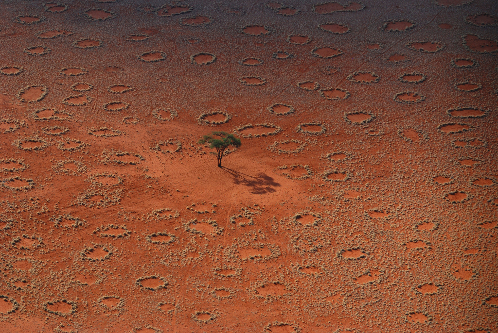 Le buzz du mois : les cercles de fées namibiens, des réserves d’eau pour termites. De nombreux cercles de fées sont visibles sur cette photographie. Ils sont parcourus par des pistes laissées par le passage d'onyx. © Norbert Jürgens