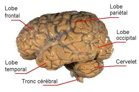 Cerveau humain adulte. Crédit : NIH/Futura-Sciences