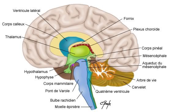 Le cerveau est le moteur de l'organisme et contrôle de nombreuses fonctions vitales. Le neurologue est chargé de soigner les maladies associées à des problèmes cérébraux. On aperçoit ici les différentes régions du cerveau.&nbsp;© www.colvir.net