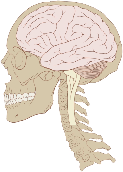 Le cerveau humain est approximativement deux fois plus volumineux que celui de son plus proche cousin, le chimpanzé. Mais le secret de la performance cérébrale réside aussi dans les connexions entre les neurones. Or le gène Srgap2c semble jouer à son avantage. © Patrick J. Lynch, Wikipédia, cc by 2.5