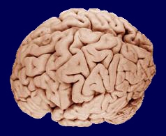 Le cerveau se divise en plusieurs lobes, chacun présentant une fonction particulière. © WriterHound / Licence Creative Commons